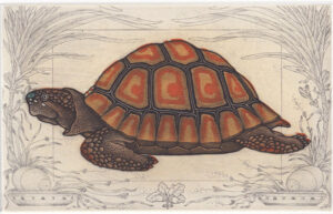 Collection Image: Estebe Tortue